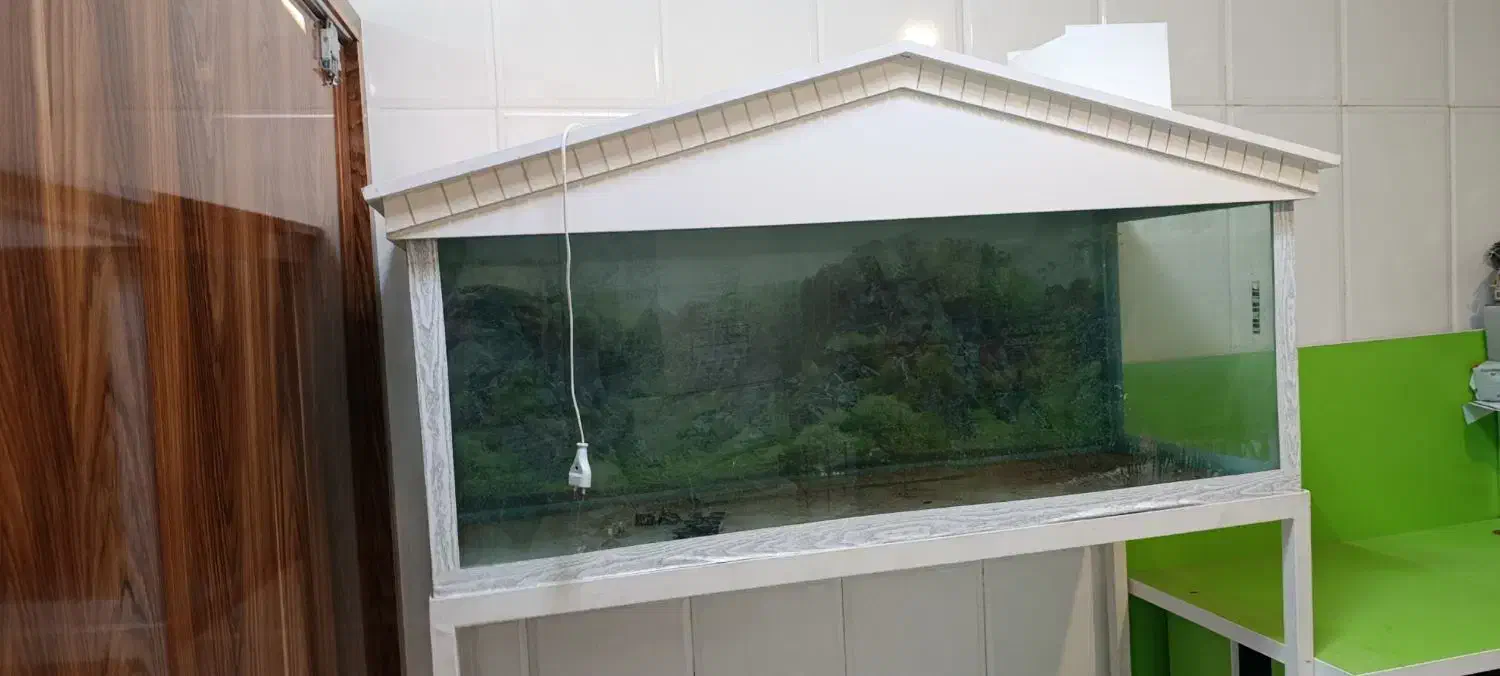 آکواریوم|ماهی|مراغه, |دیوار