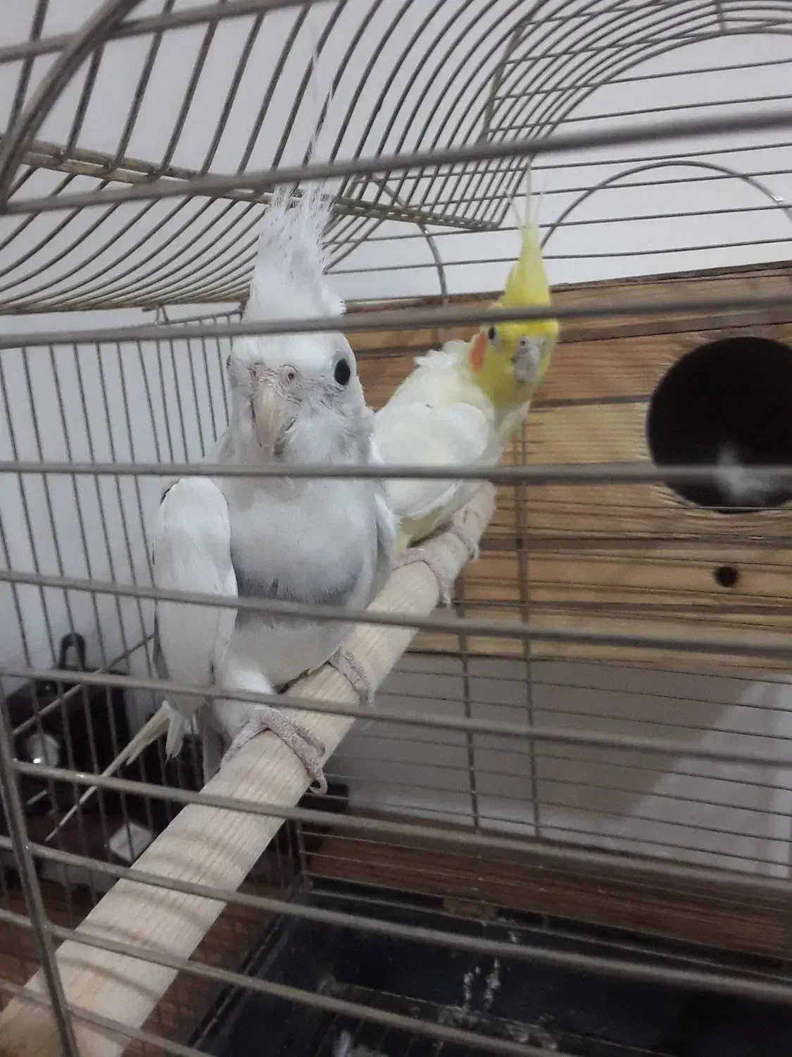 عروس هلندی|پرنده|اسلام‌شهر, مظفریه|دیوار