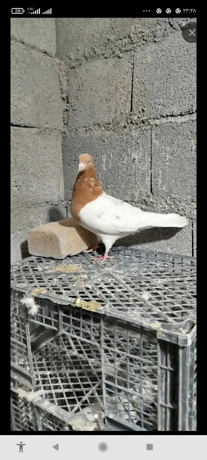 کبوترطوقی کله زردودم سفید سینه ای|پرنده|میانه, |دیوار