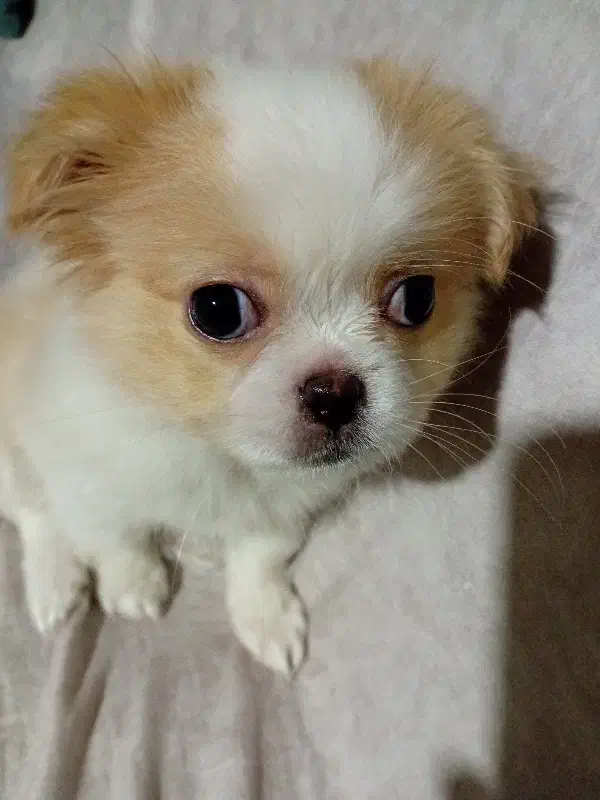 توله سگ|سگ|رضوانشهر, |دیوار