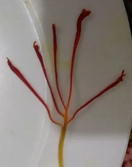 گل زعفران|گل و گیاه طبیعی|سبزوار, فیاض|دیوار