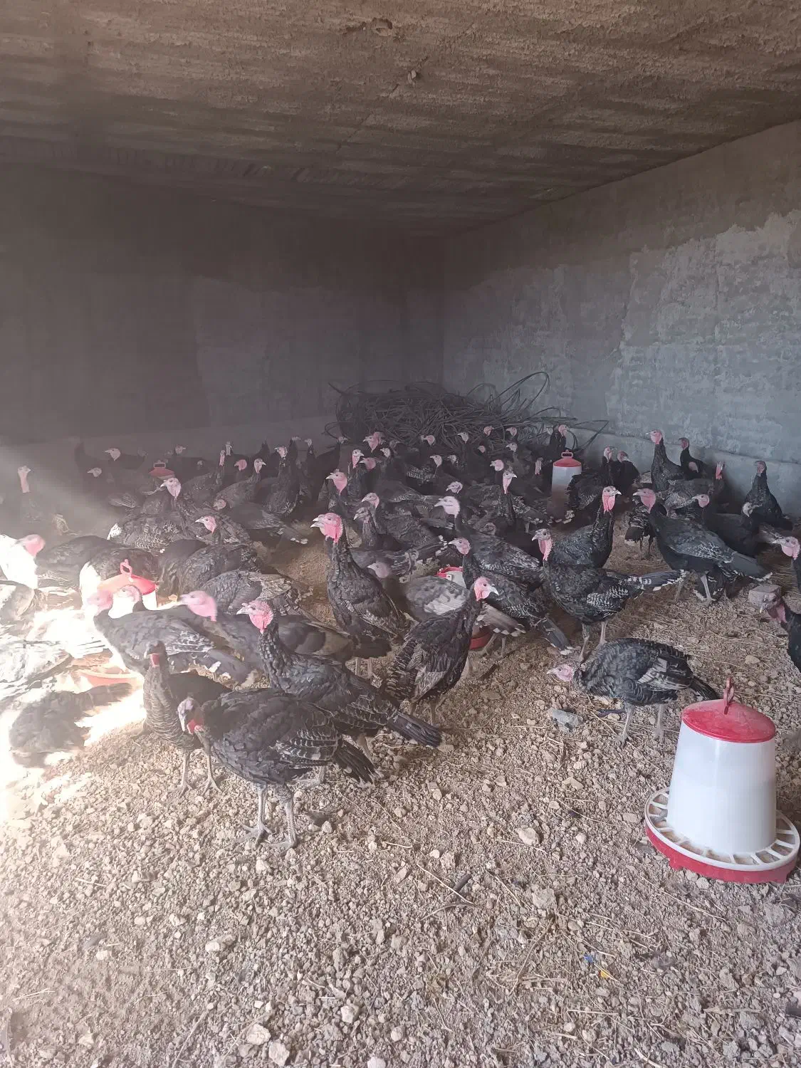 بوقلمون|حیوانات مزرعه|قیدار, |دیوار