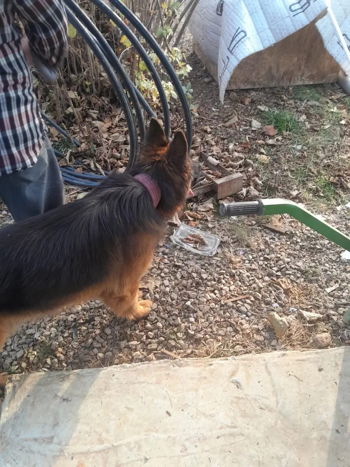 ژرمن شپرد سالم|سگ|کلاردشت, |دیوار