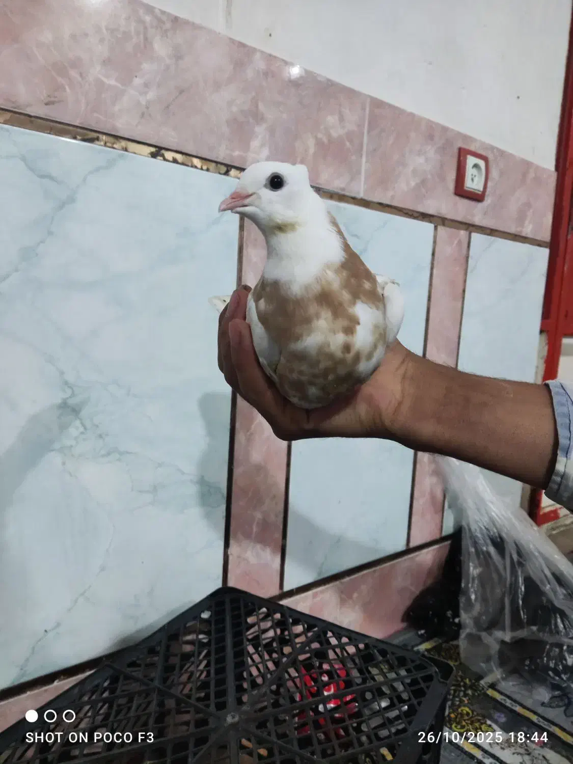 جوجه طوق زرد|پرنده|گتوند, |دیوار