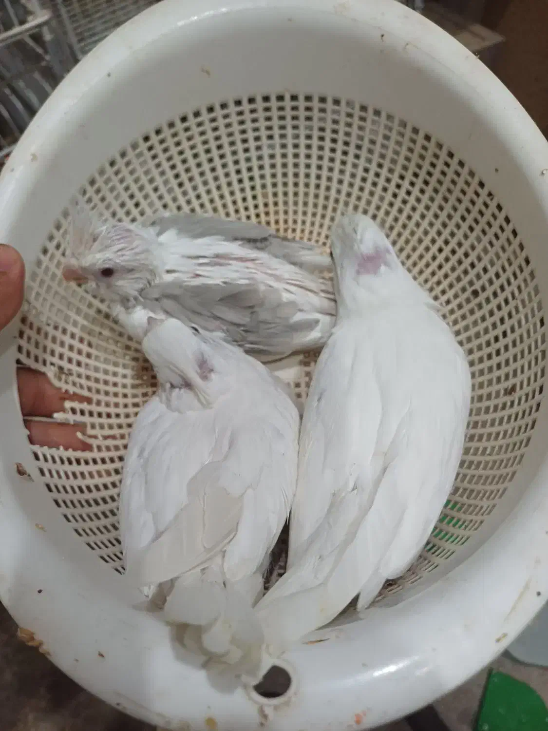 فروس جوجه سرلاکی عروس|پرنده|لار, |دیوار