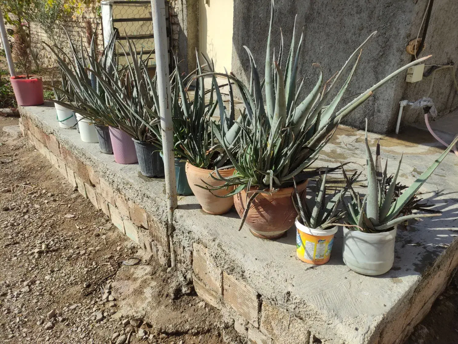 گل آلورا|گل و گیاه طبیعی|محمدیه-قزوین, |دیوار