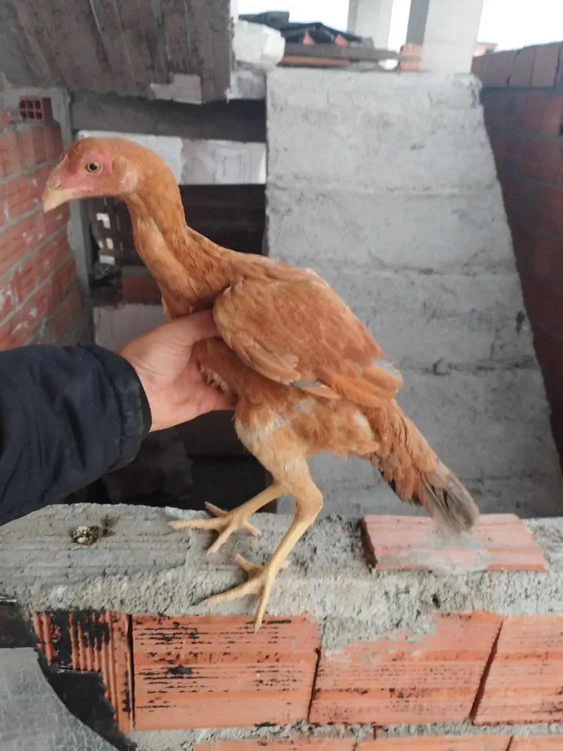 جوجه مرغ لاری|حیوانات مزرعه|قائم‌شهر, |دیوار