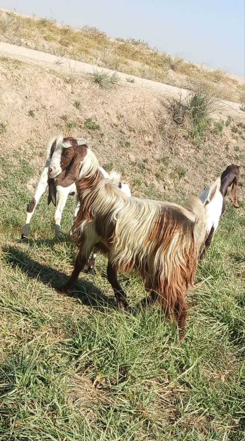 بز افغانی|حیوانات مزرعه|کرخه, |دیوار