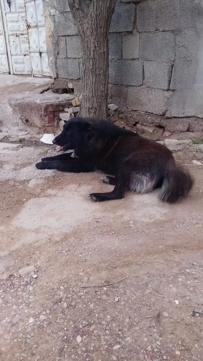 سگ قدرجونی|سگ|شوشتر, |دیوار