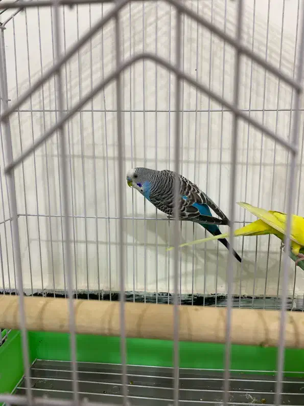 مرغ عشق ماده و نر|پرنده|مریوان, |دیوار