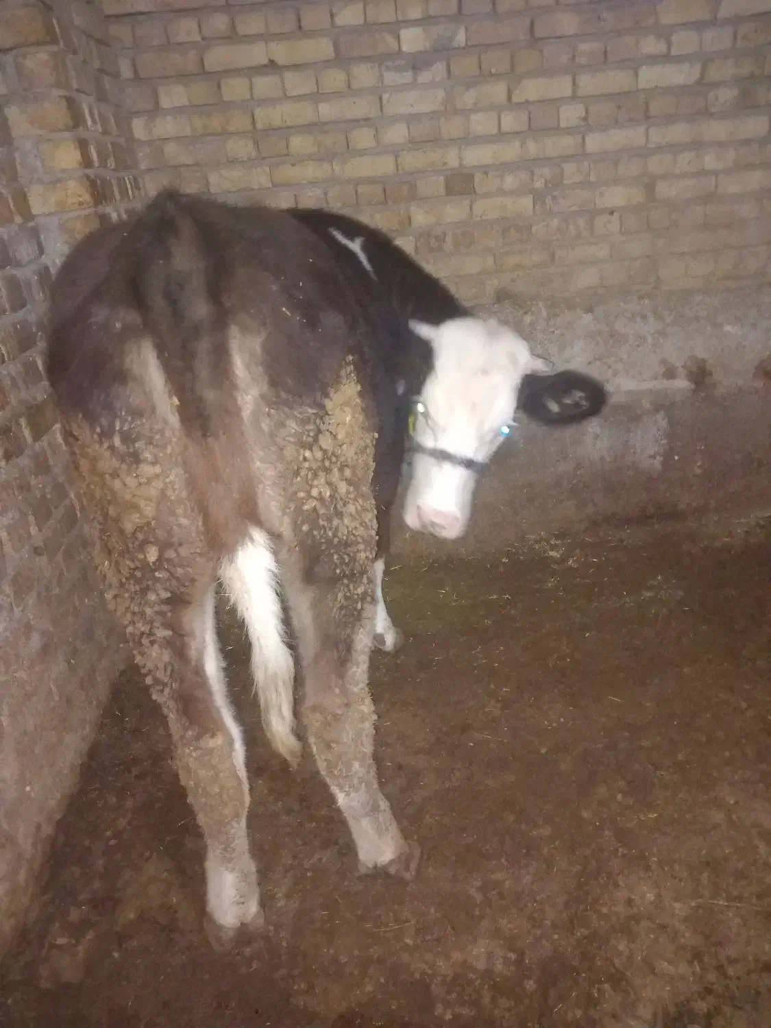 گوساله ماده سمینتال|حیوانات مزرعه|داران, |دیوار