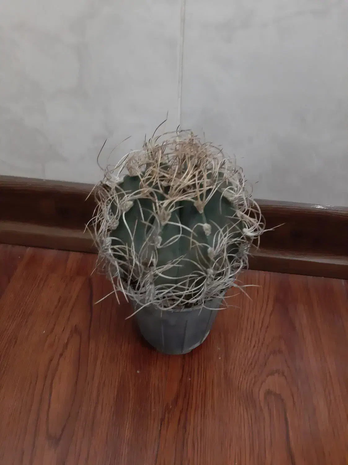 کاکتوس زیبا|گل و گیاه طبیعی|شاهین‌شهر, طالقانی|دیوار