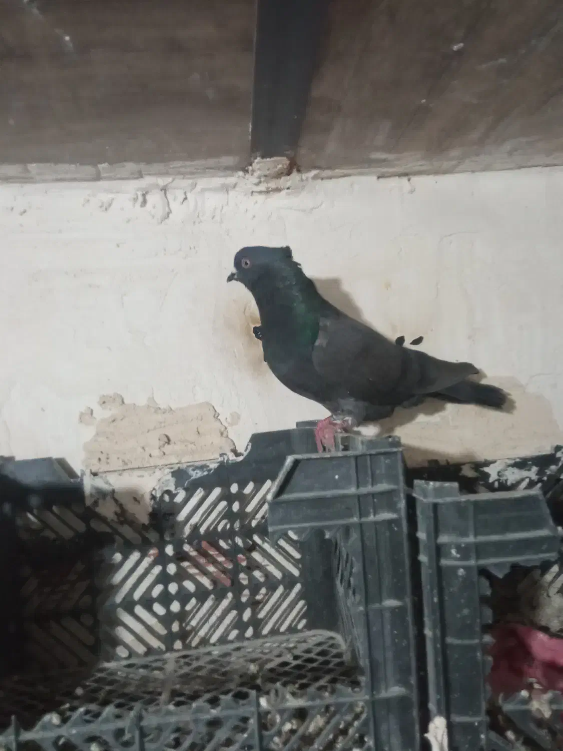 کبوتر نر|پرنده|اردبیل, |دیوار