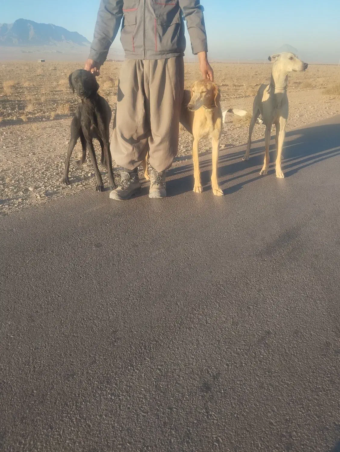 واگذاری ی جفت تازی|سگ|دلیجان, |دیوار