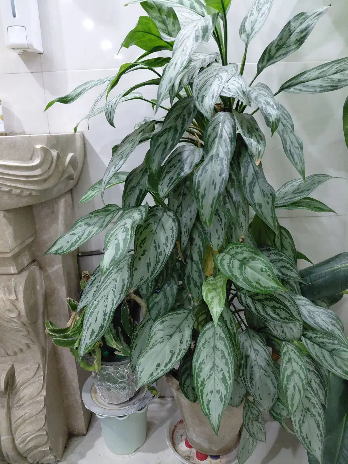 گل‌طبیعی|گل و گیاه طبیعی|سراجو, |دیوار