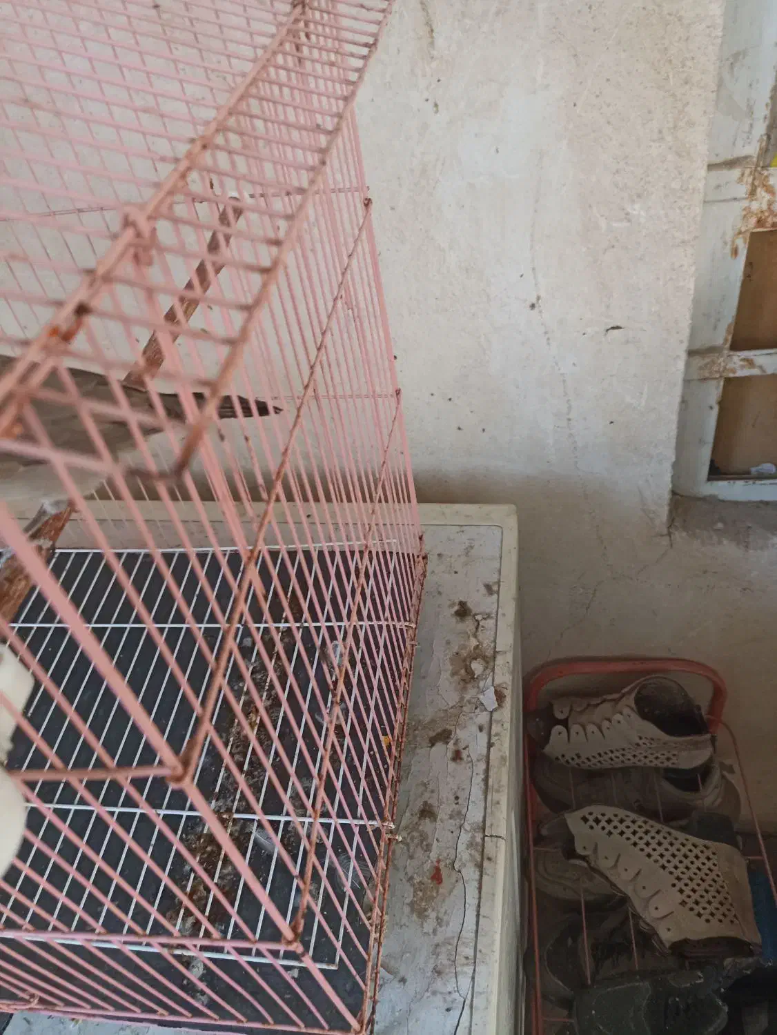 قناری|پرنده|برازجان, |دیوار