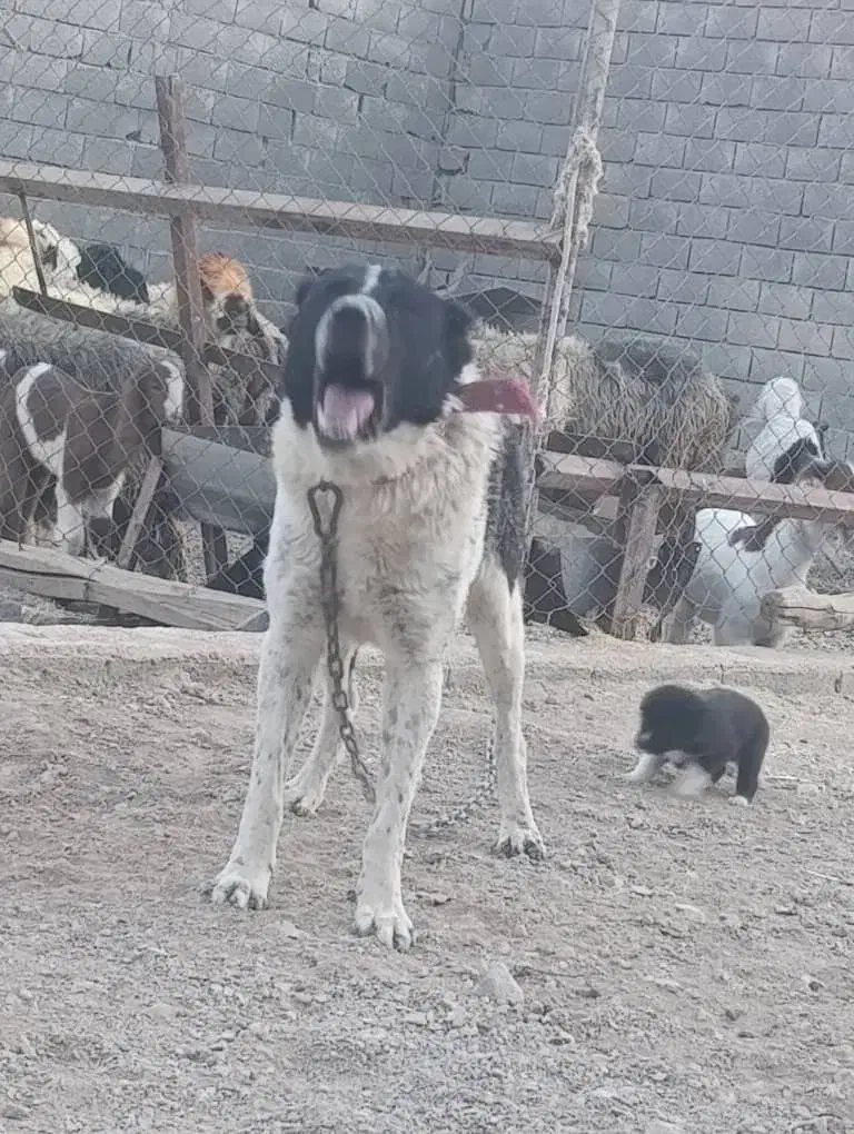 سگ قهدرجونی|سگ|زرند, |دیوار