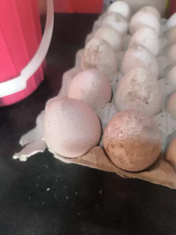 مرغ و بوقلمون|حیوانات مزرعه|خورموج, |دیوار