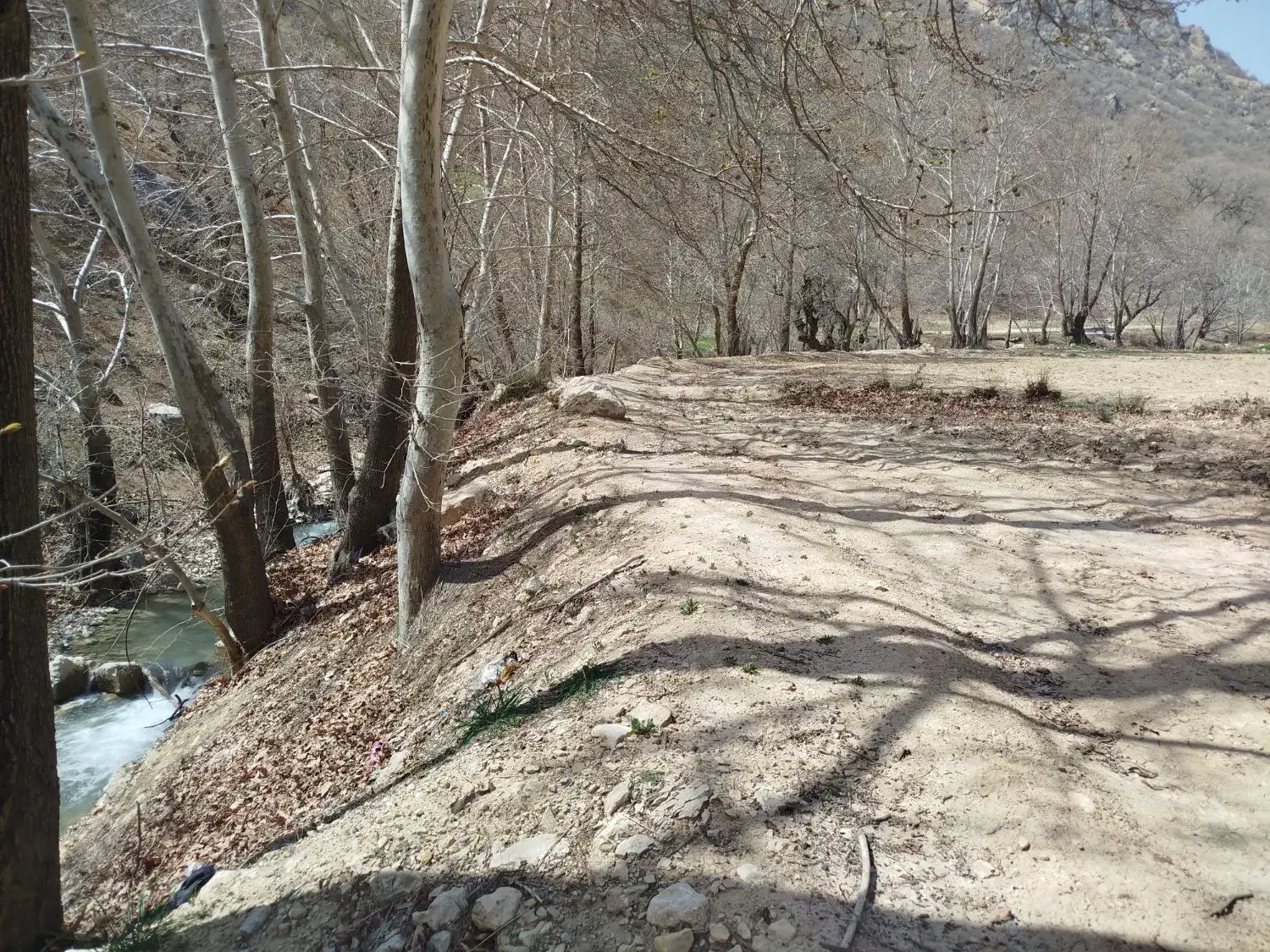 زمین کشاورزی و برنجکاری|فروش زمین و ملک کلنگی|پاتاوه, |دیوار