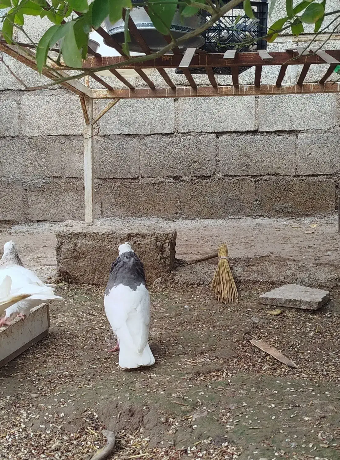 سرکه ای خفت|حیوانات|دزفول, |دیوار