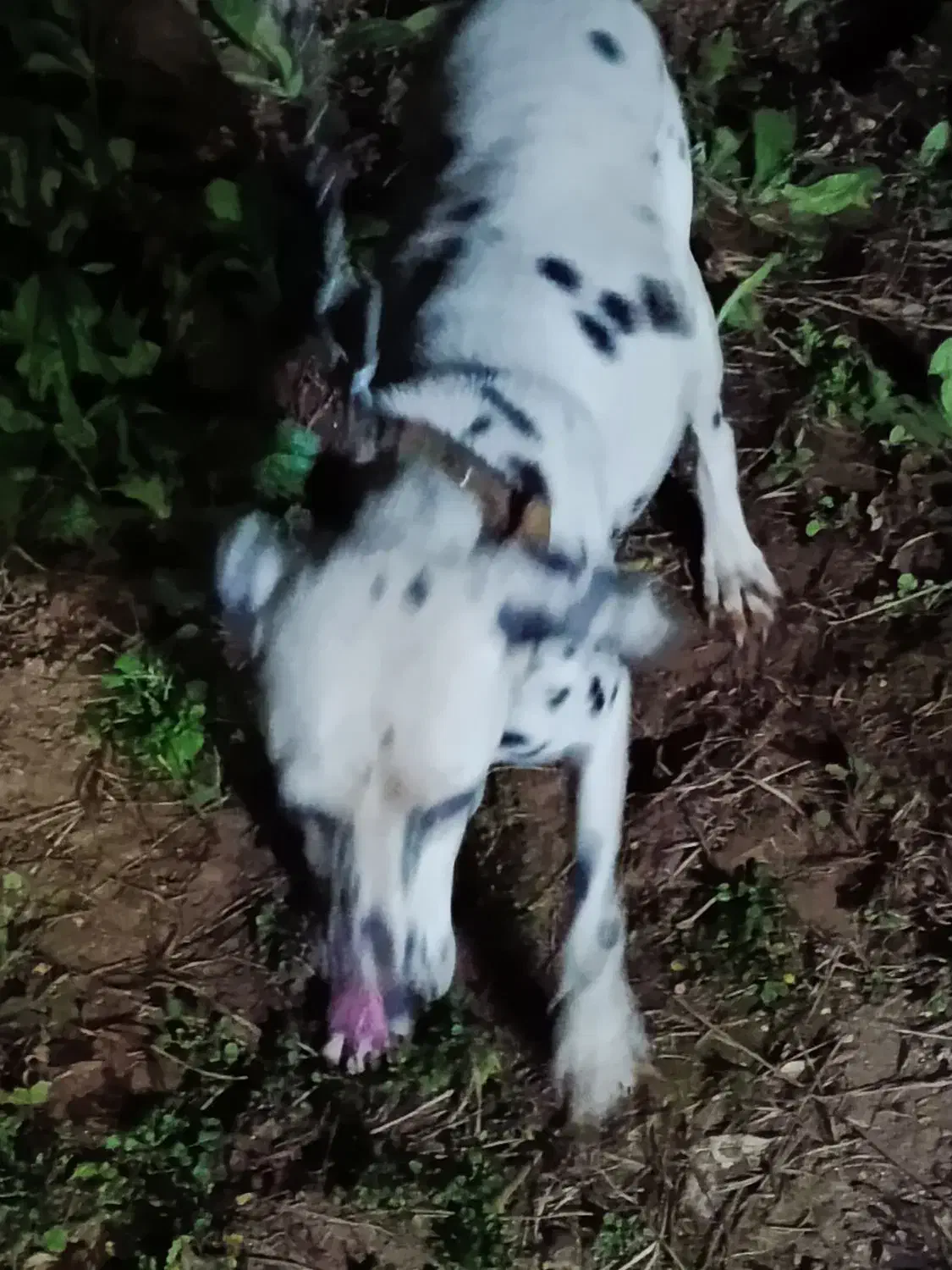 معاوضه با سگ نگهبان گیرنده|سگ|عباسآباد, |دیوار