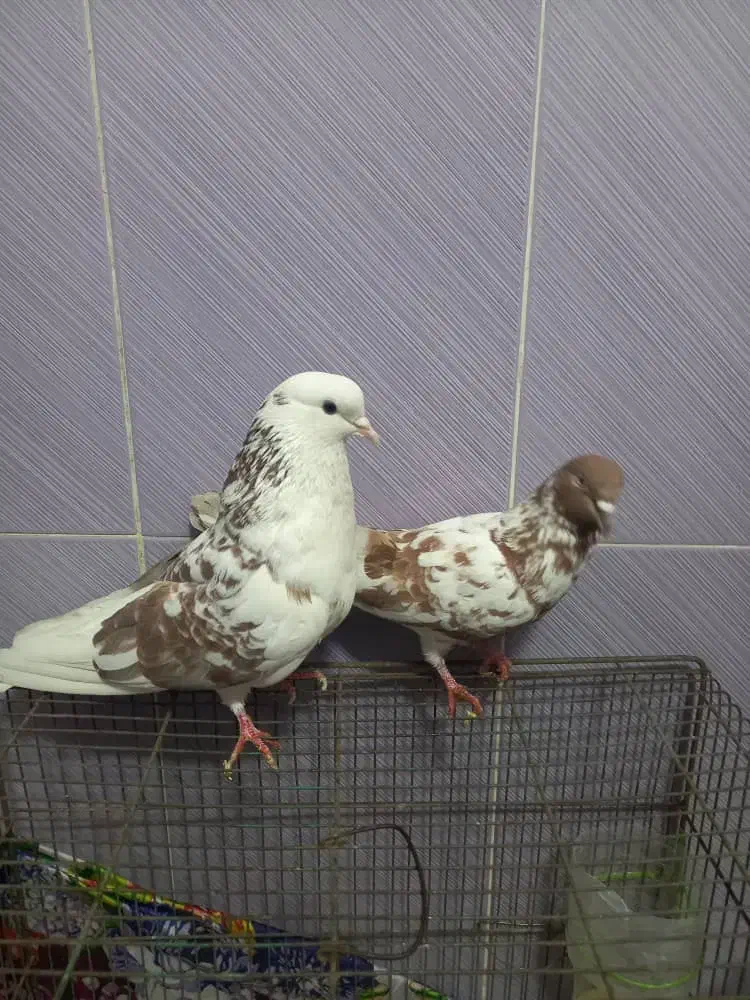 دوعدد کفتر پرشی|پرنده|تهران, هاشم‌آباد|دیوار