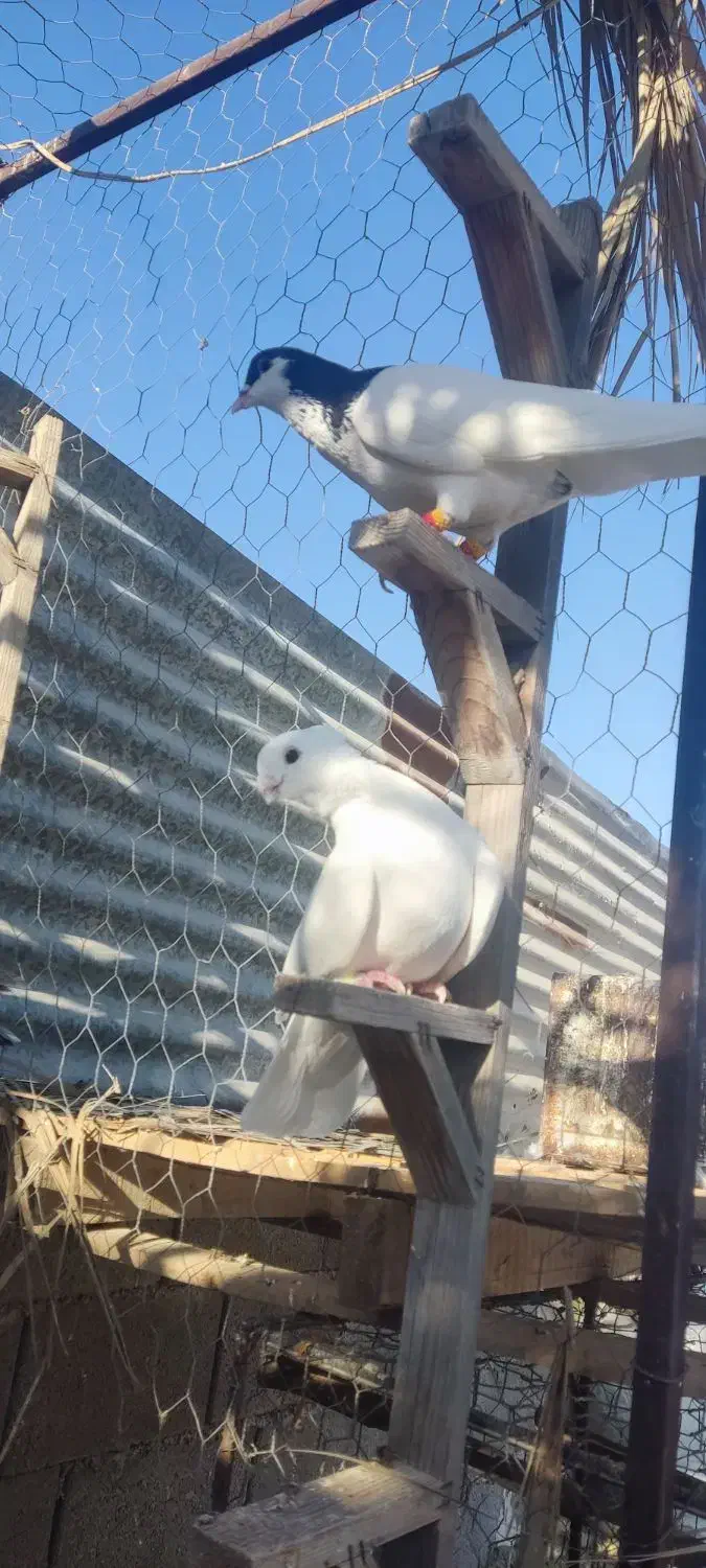 فروش 15تا نر دست اولی (کازرون)|پرنده|ارژن, |دیوار