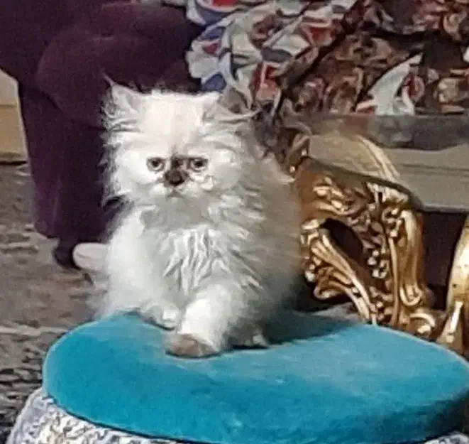 واگذاری توله پرشین|گربه|شاهینشهر, فیض|دیوار