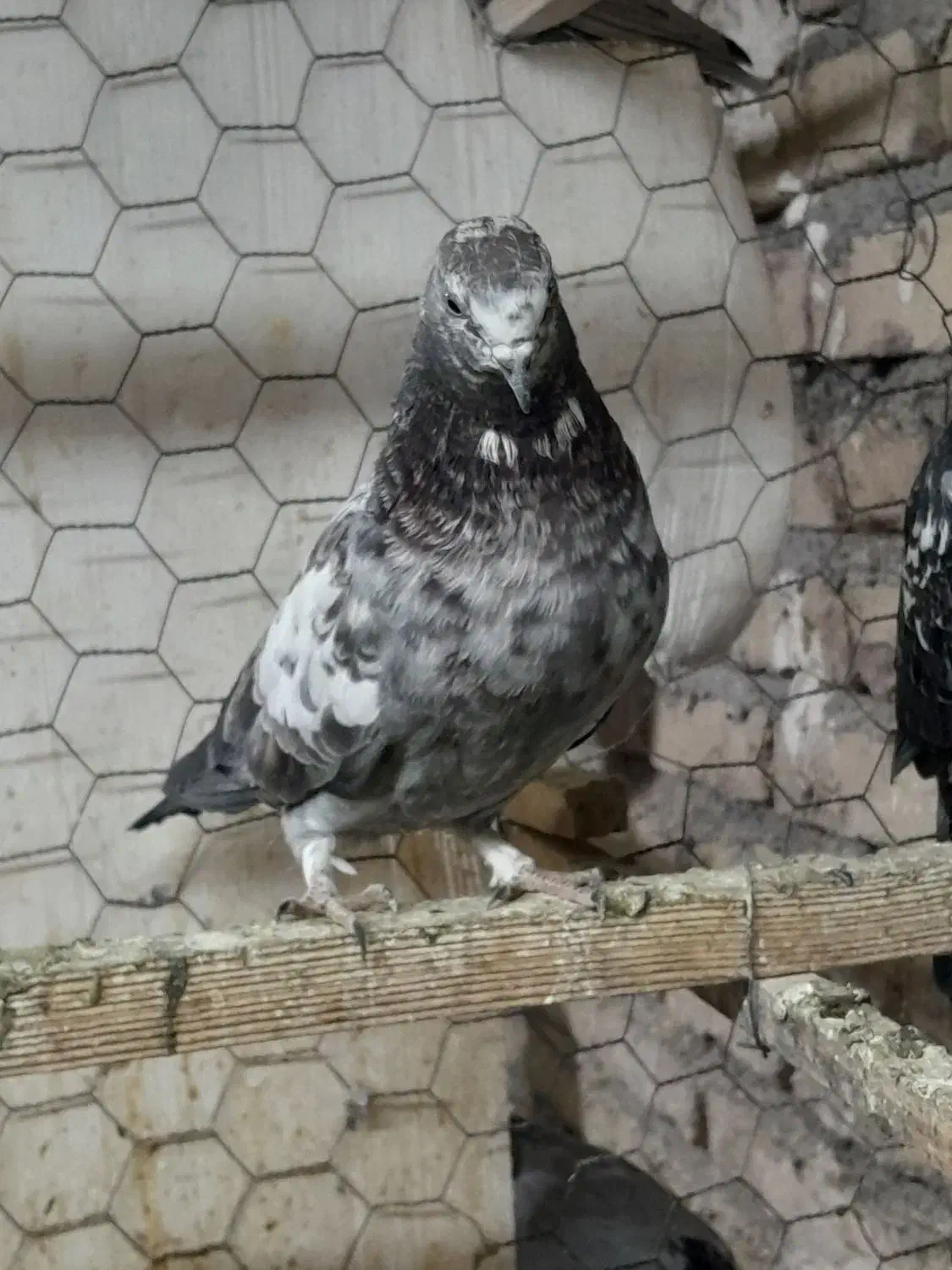 کفتر فروشی|پرنده|چهاردانگه (تهران), |دیوار