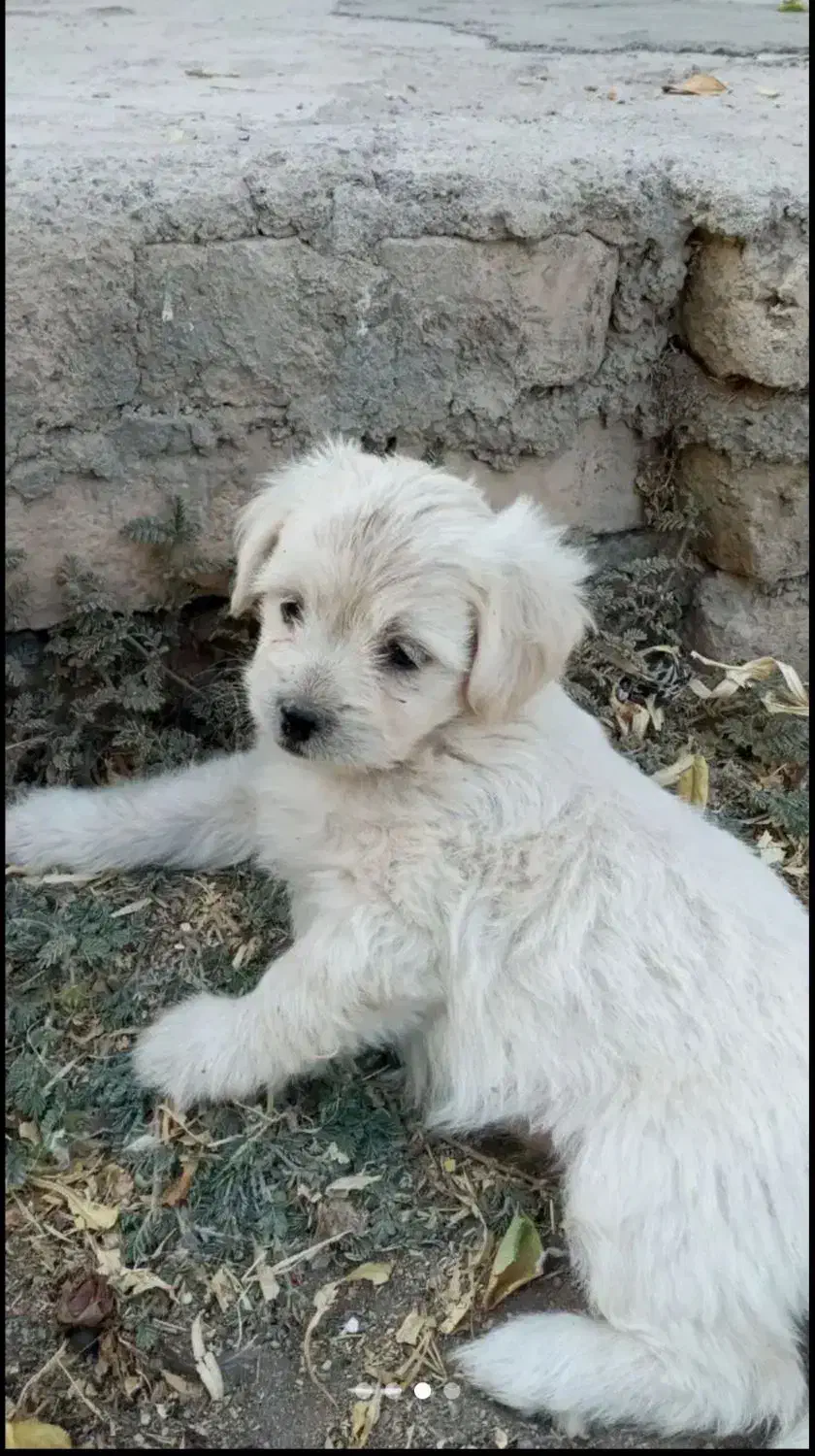 سگ پاکوتاه|سگ|زنجان, |دیوار