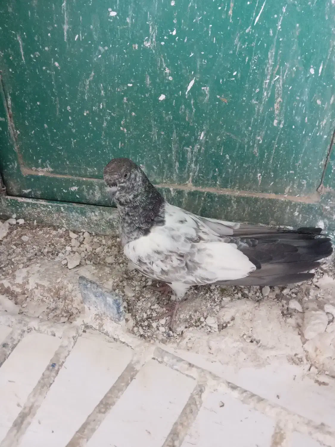 کبوتر پاکستانی|پرنده|سرپل ذهاب, |دیوار