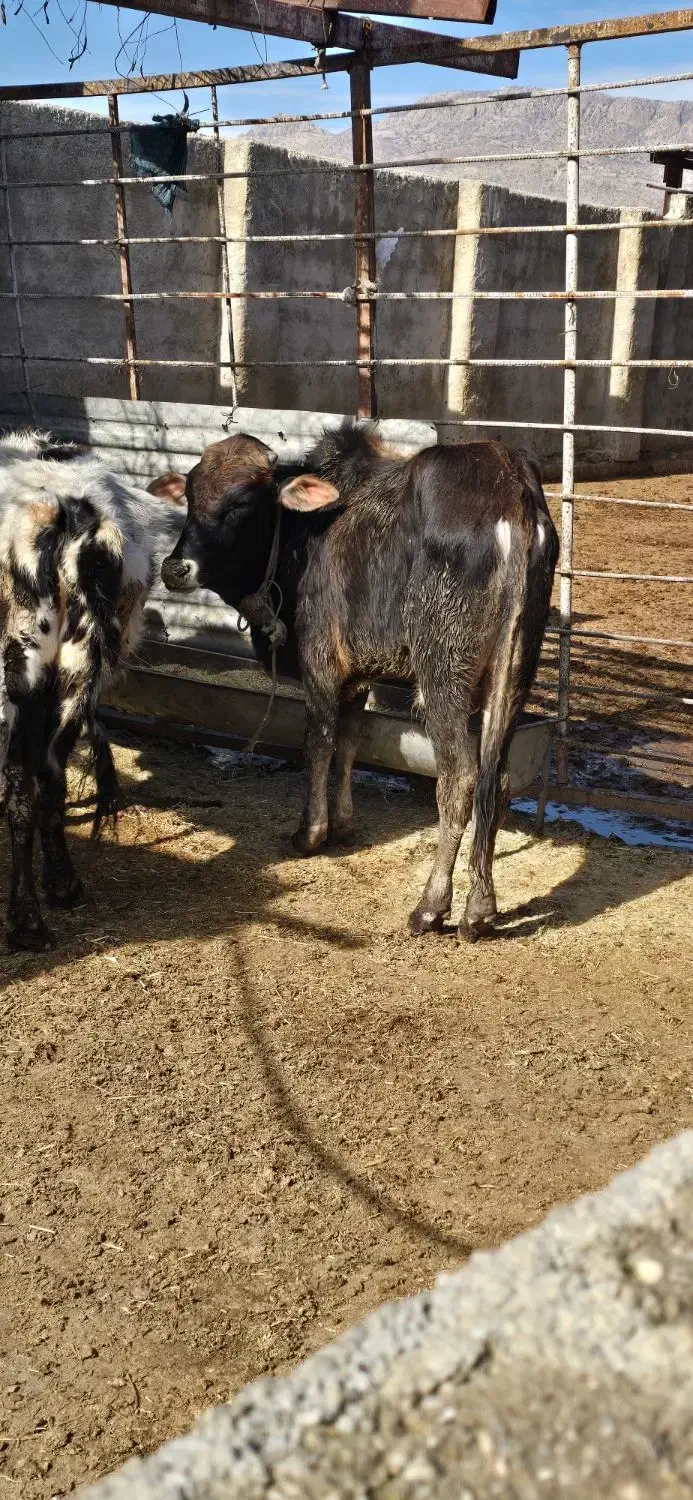 گوساله نر محلی یکسال|حیوانات مزرعه|نورآباد ممسنی, |دیوار