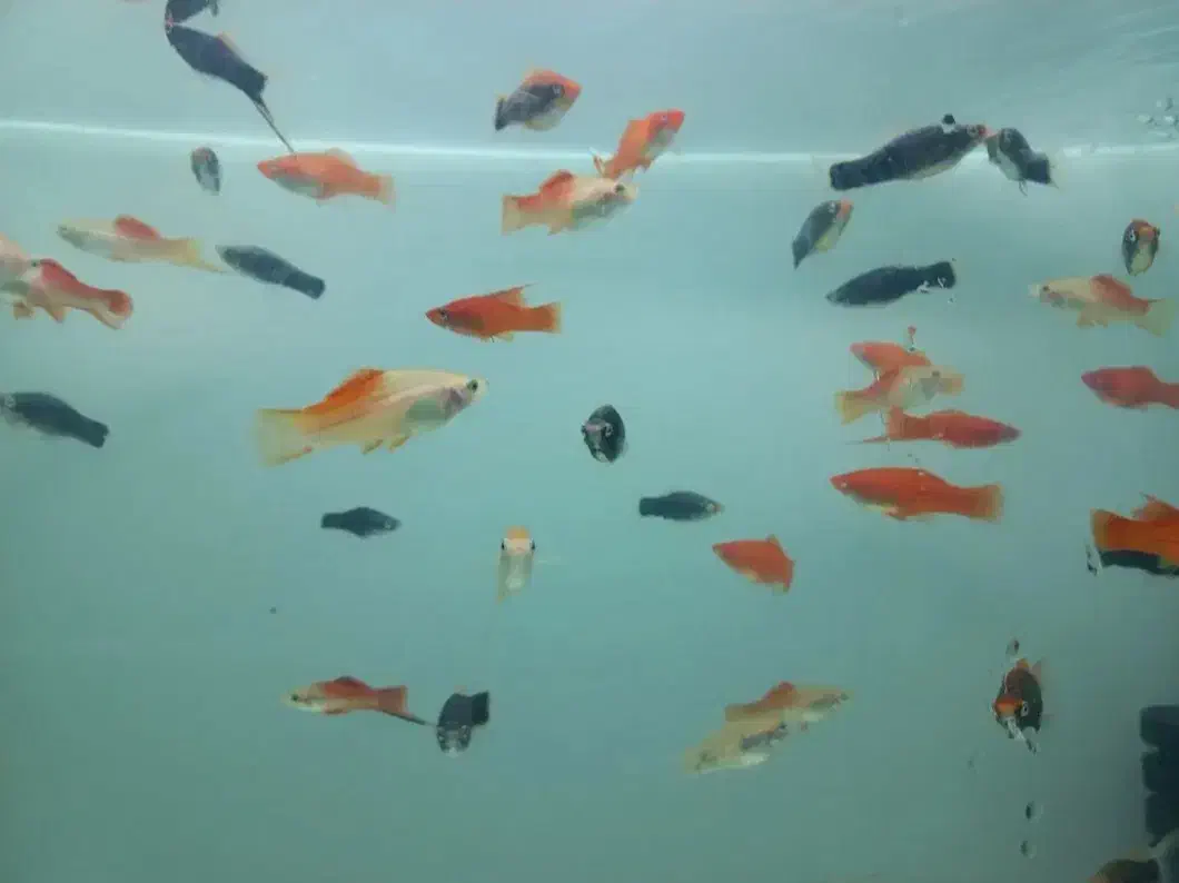 دم شمشیری|ماهی|سلماس, |دیوار