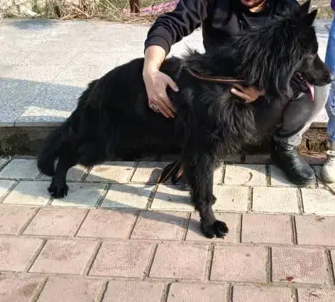 فروش فوری ژرمن بلک دوساله|سگ|لاهیجان, بازکیاگوراب|دیوار