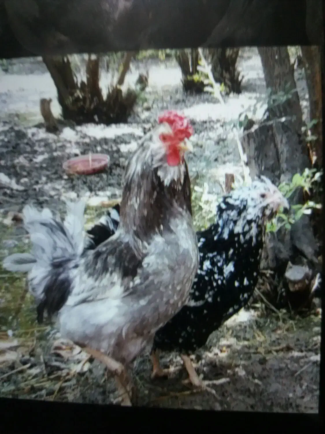 حراج|خوردنی و آشامیدنی|پیشوا, |دیوار