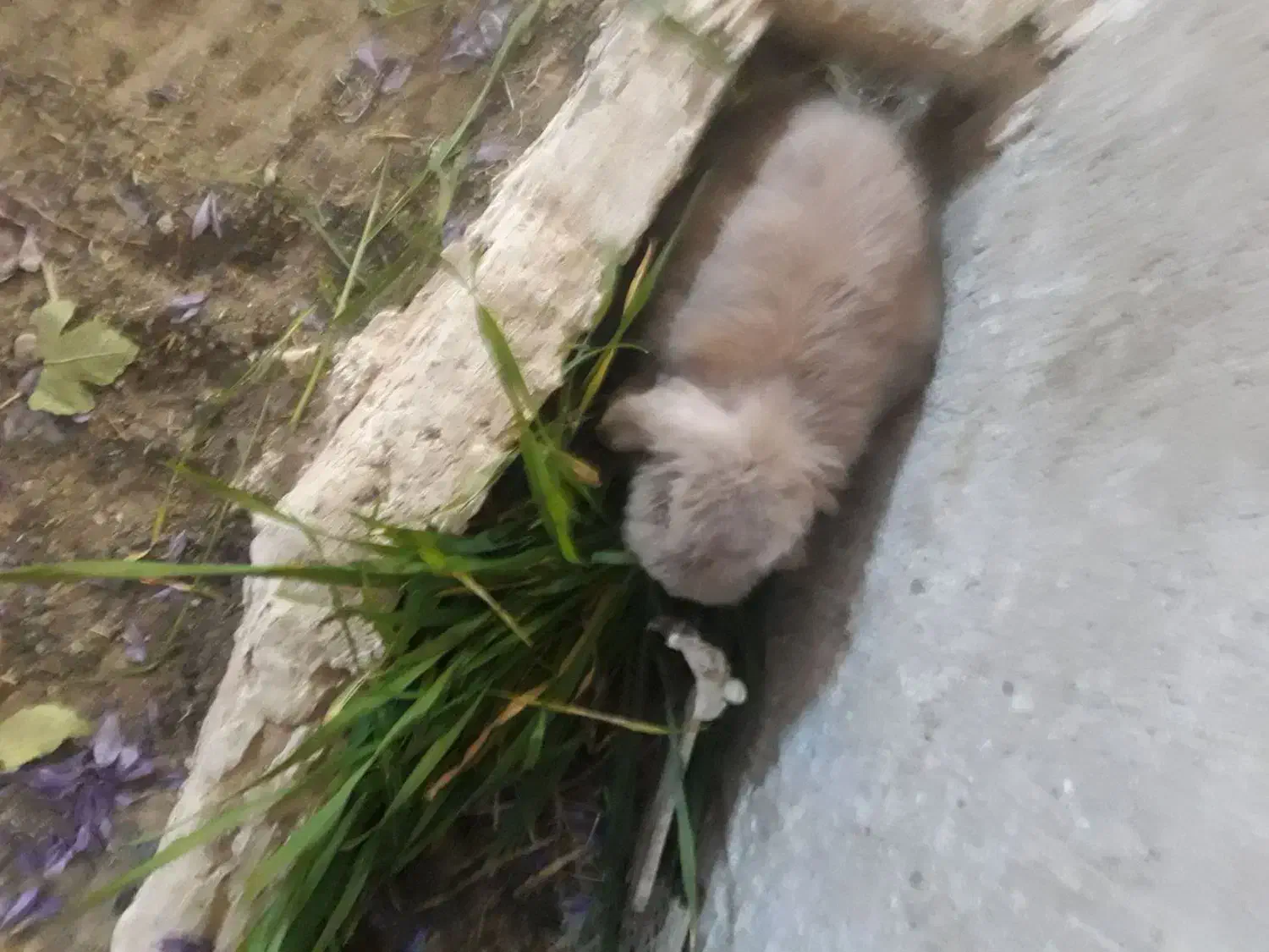 خرگوش لپی و معمولی برای فروش|موش و خرگوش|سلامی, |دیوار