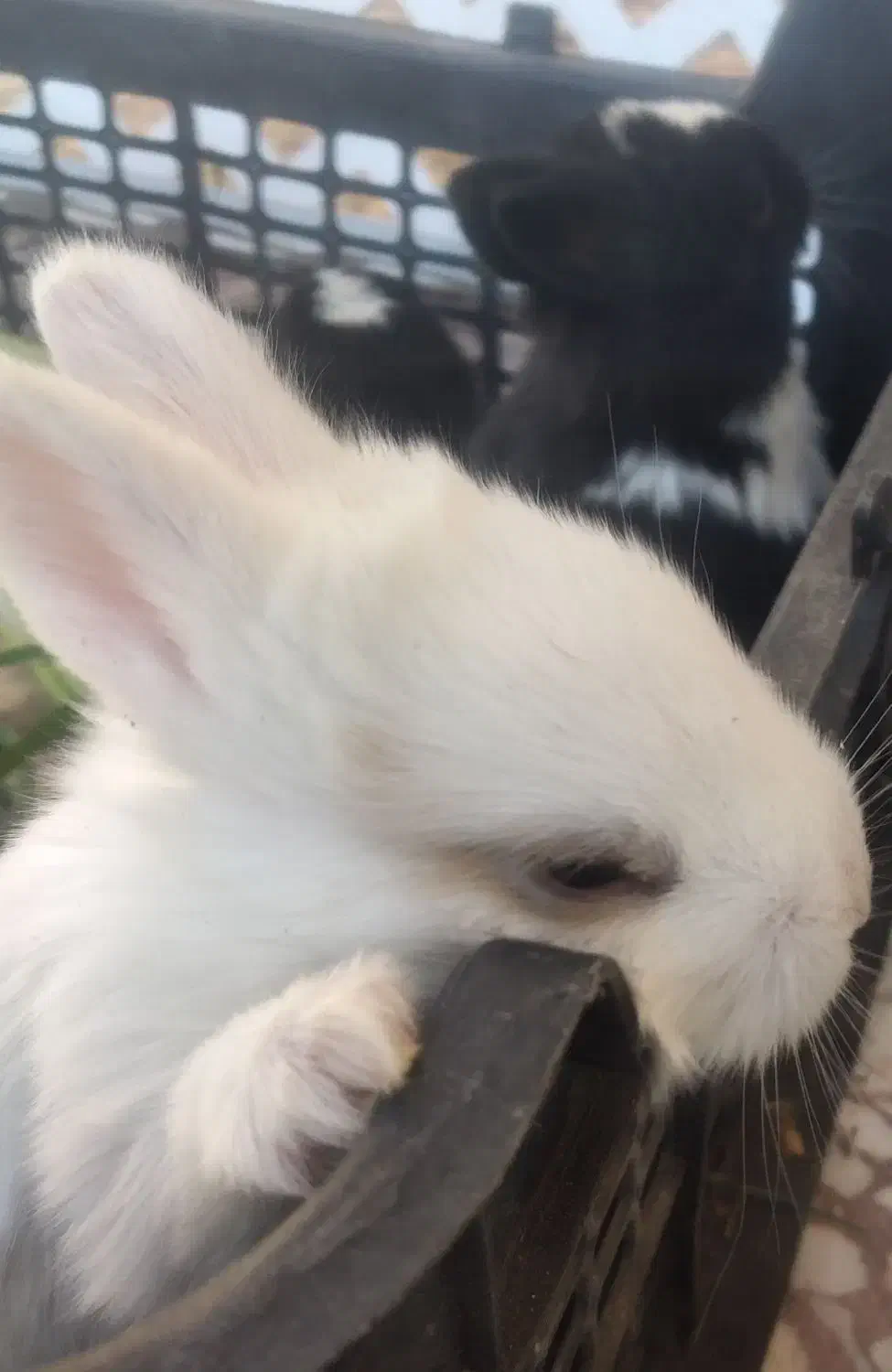 بچه خرگوش ناز خوشگل|موش و خرگوش|بم, |دیوار