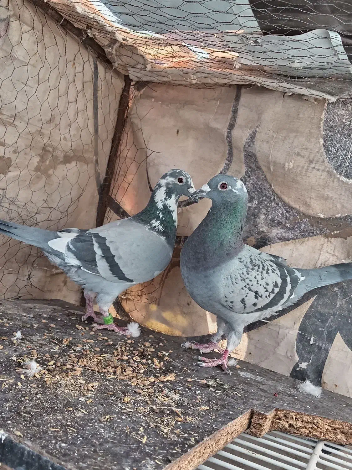 کفتر|پرنده|بیرجند, |دیوار