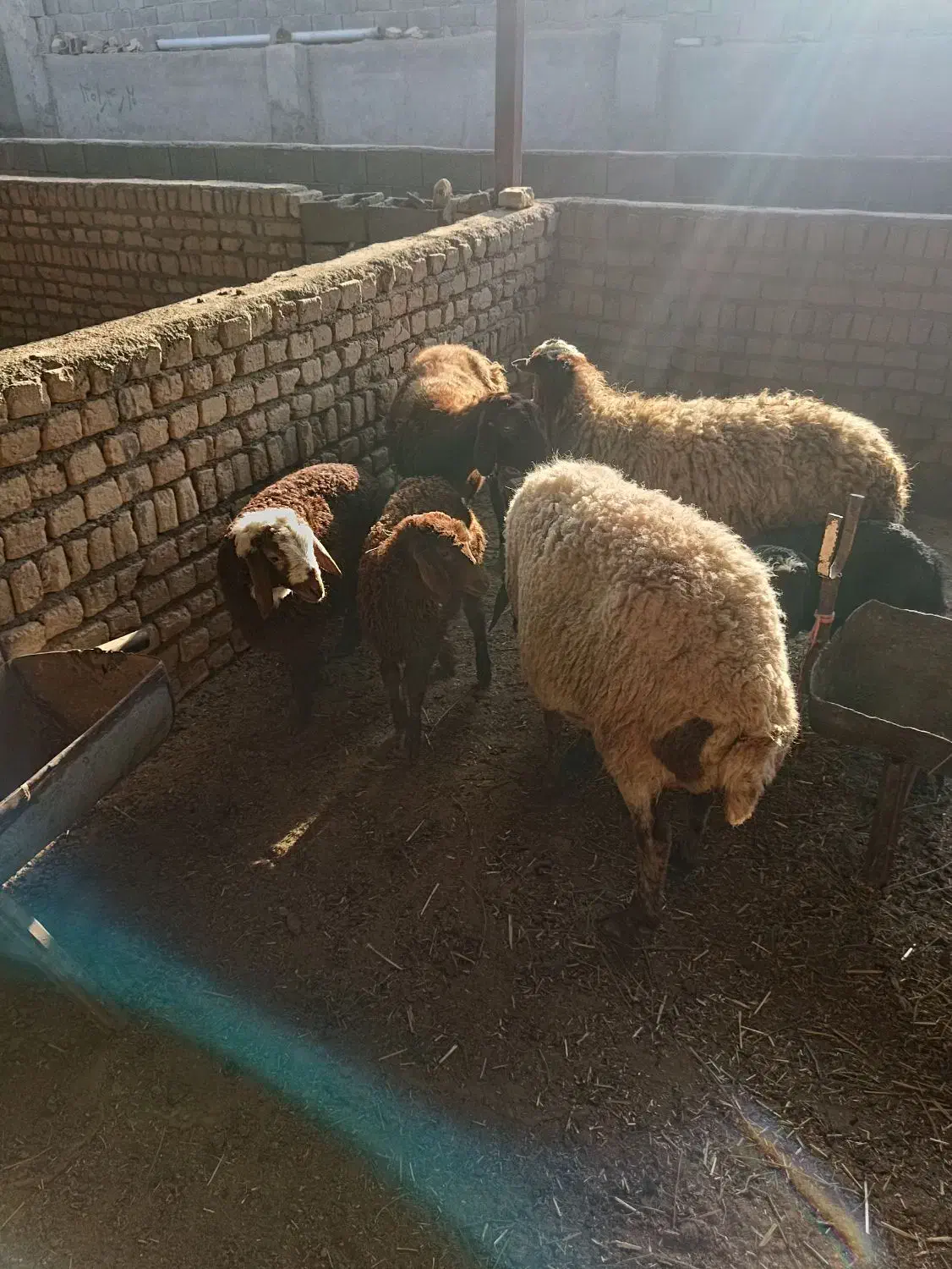 تعداد 7 راس میش بره دار سالم سرحال باب مالداری|حیوانات مزرعه|مشهد, ایوان|دیوار