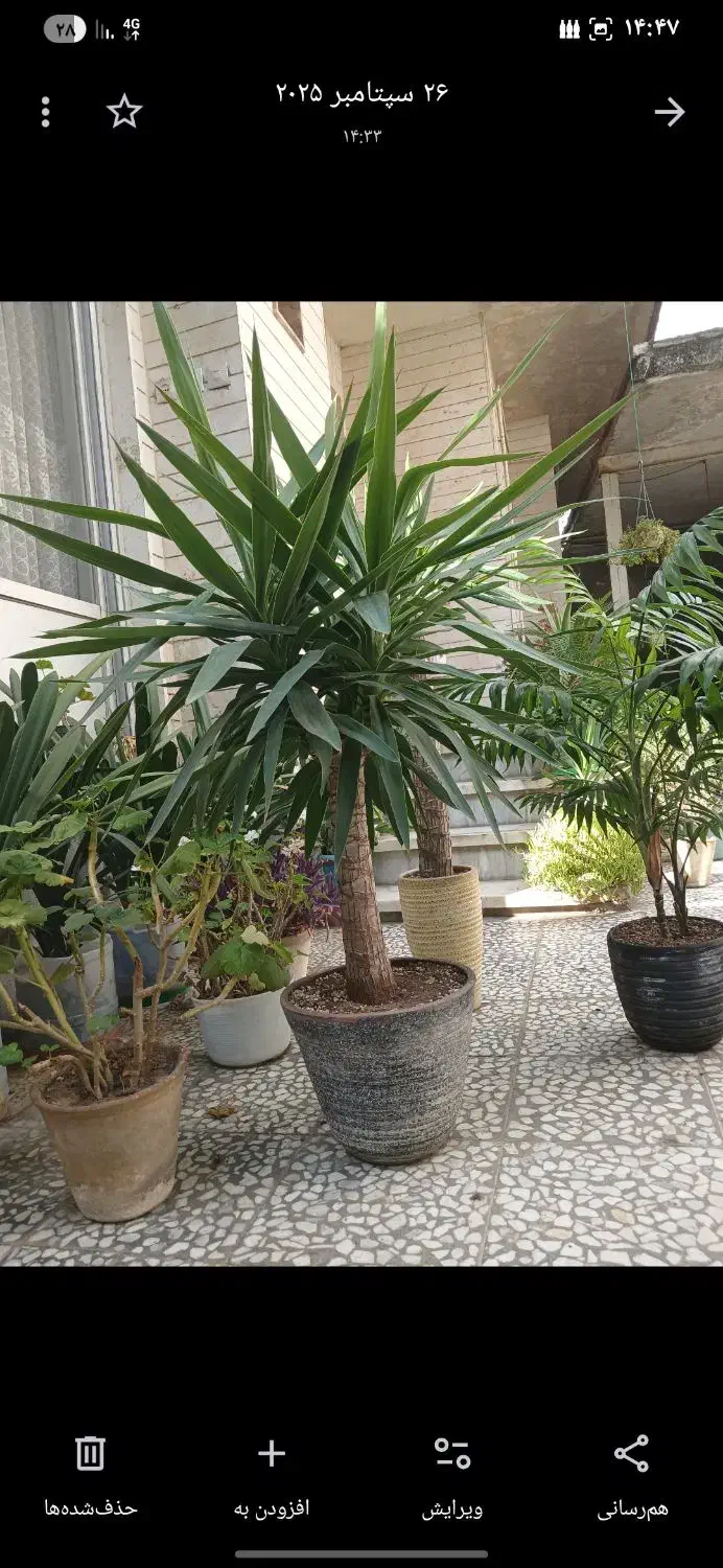 یوکا تزیینی|گل و گیاه طبیعی|رشت, استادسرا|دیوار