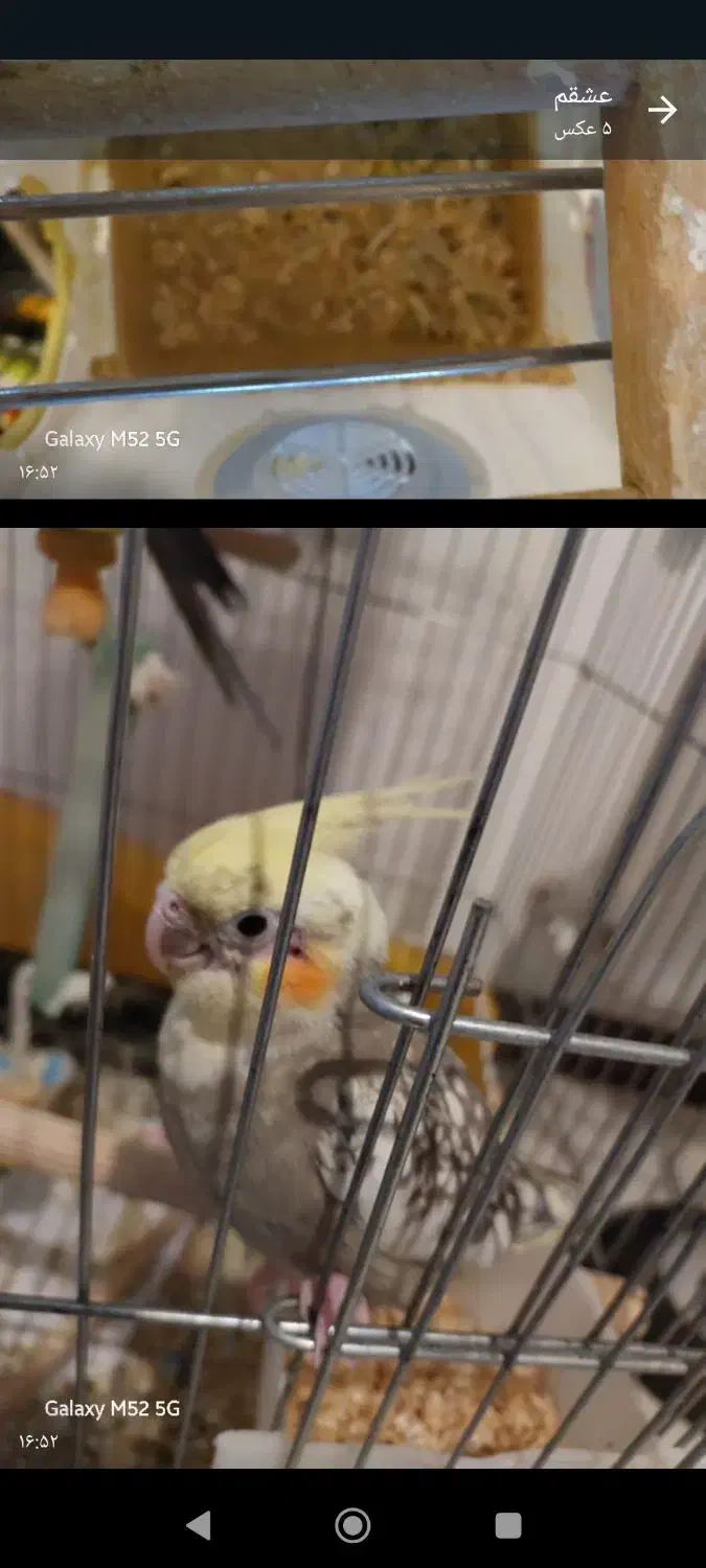 عروس و هلندی نرو ماده|پرنده|پردیس, فاز ۸|دیوار