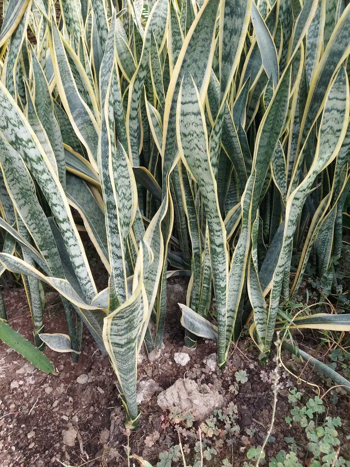 سانسوریا شمشیری ابلق ریشه لخت|گل و گیاه طبیعی|آمل, |دیوار