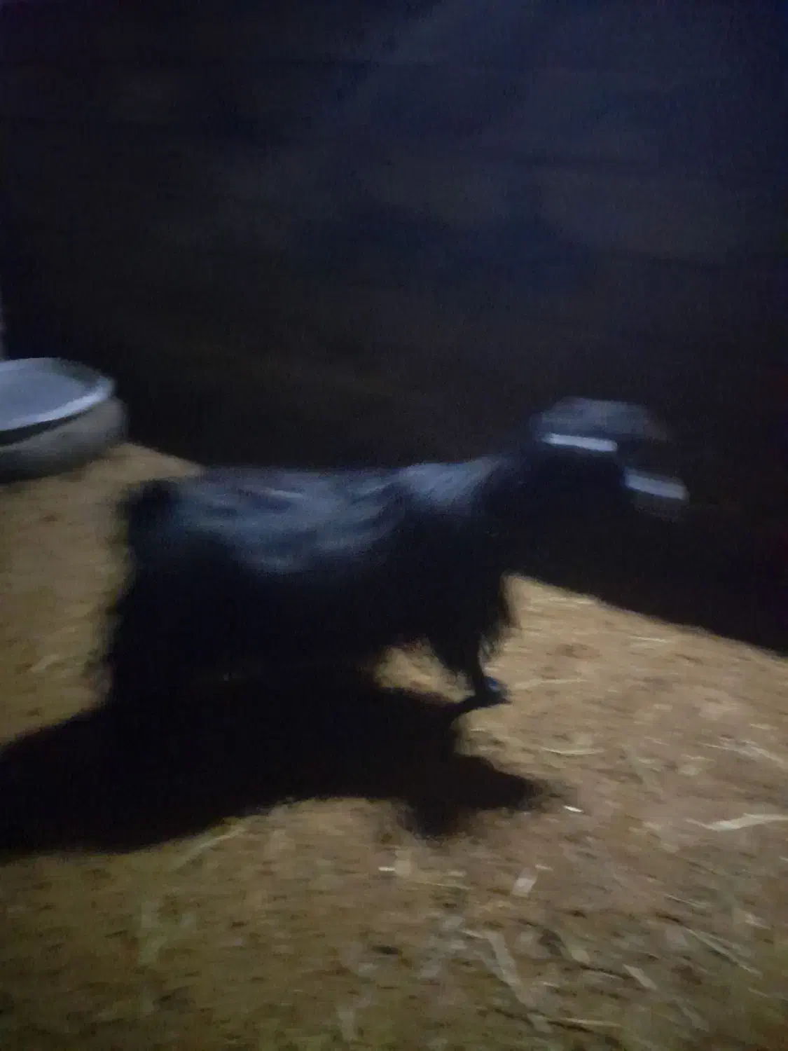 فروش|حیوانات مزرعه|صومای برادوست, |دیوار