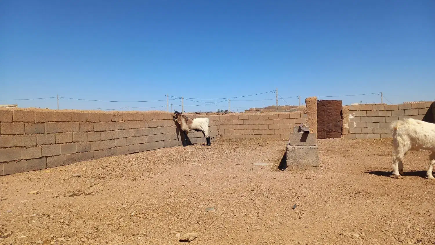 چبش|حیوانات مزرعه|بجستان, |دیوار