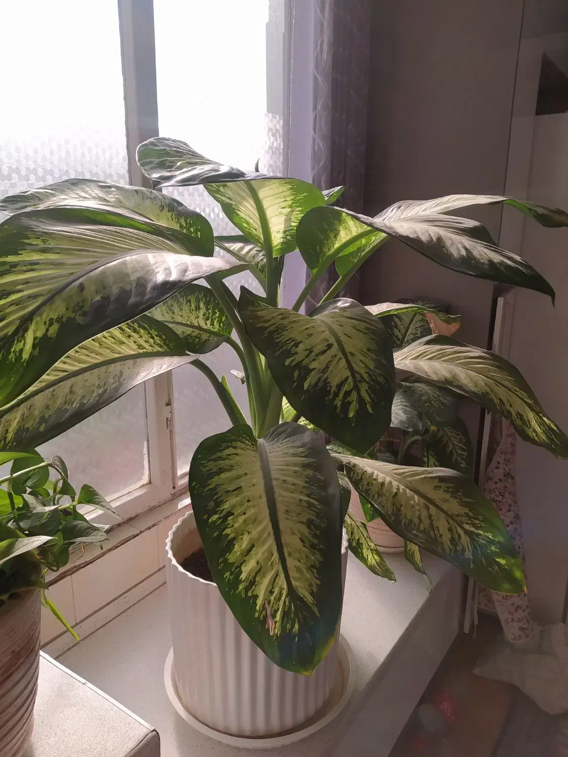 گل دیفن کادوی روز مادر|گل و گیاه طبیعی|محمدیه-قزوین, |دیوار