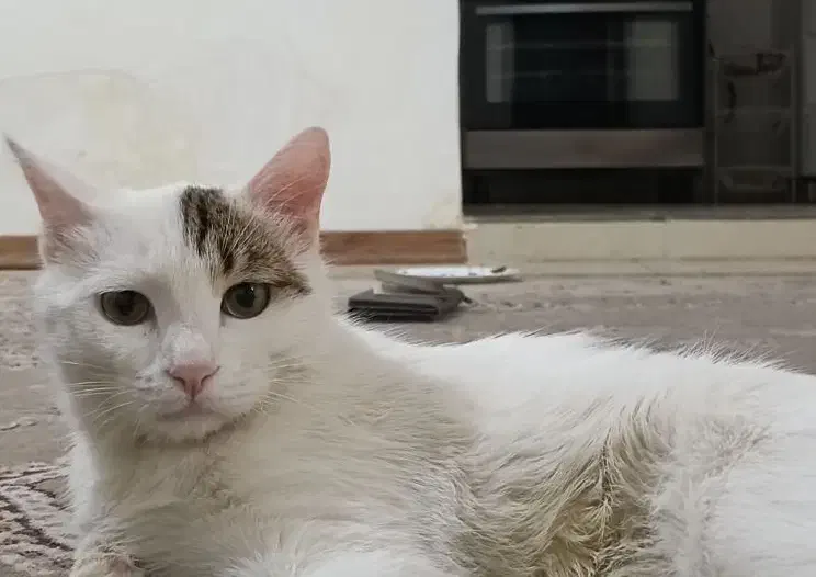 گربه گم شده|گربه|نیشابور, مازول|دیوار