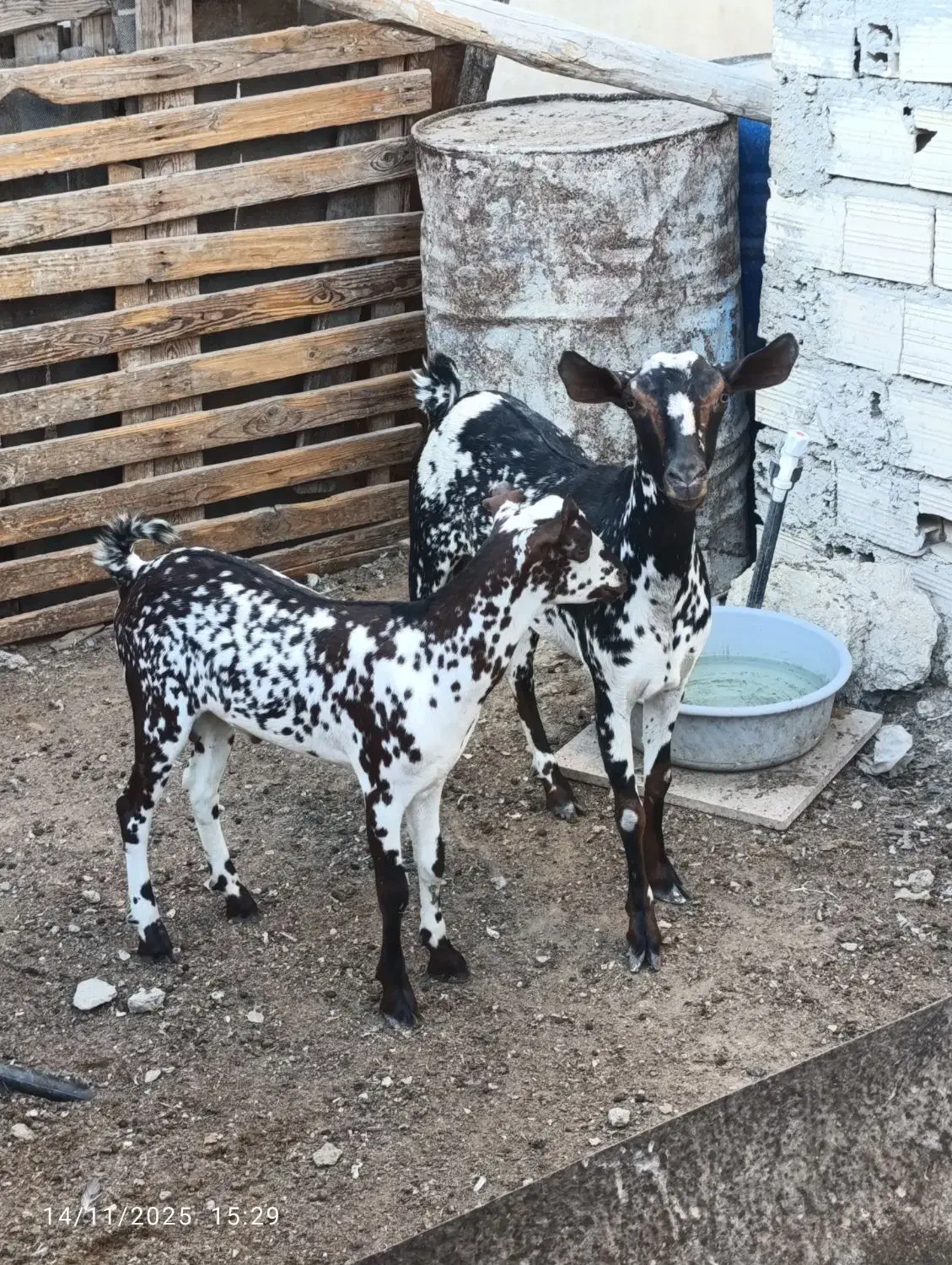 کهره نقشی با بچه نر|حیوانات مزرعه|قشم, |دیوار