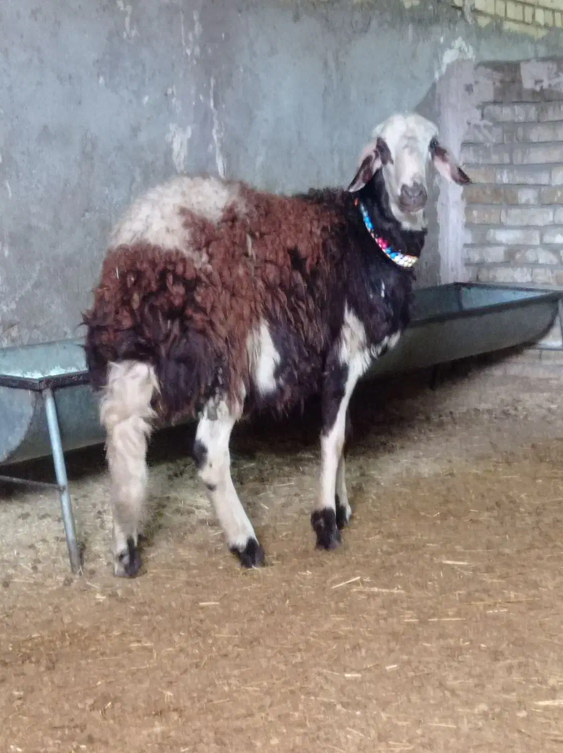 بره قوچ پلنگی.|حیوانات مزرعه|ملایر, |دیوار