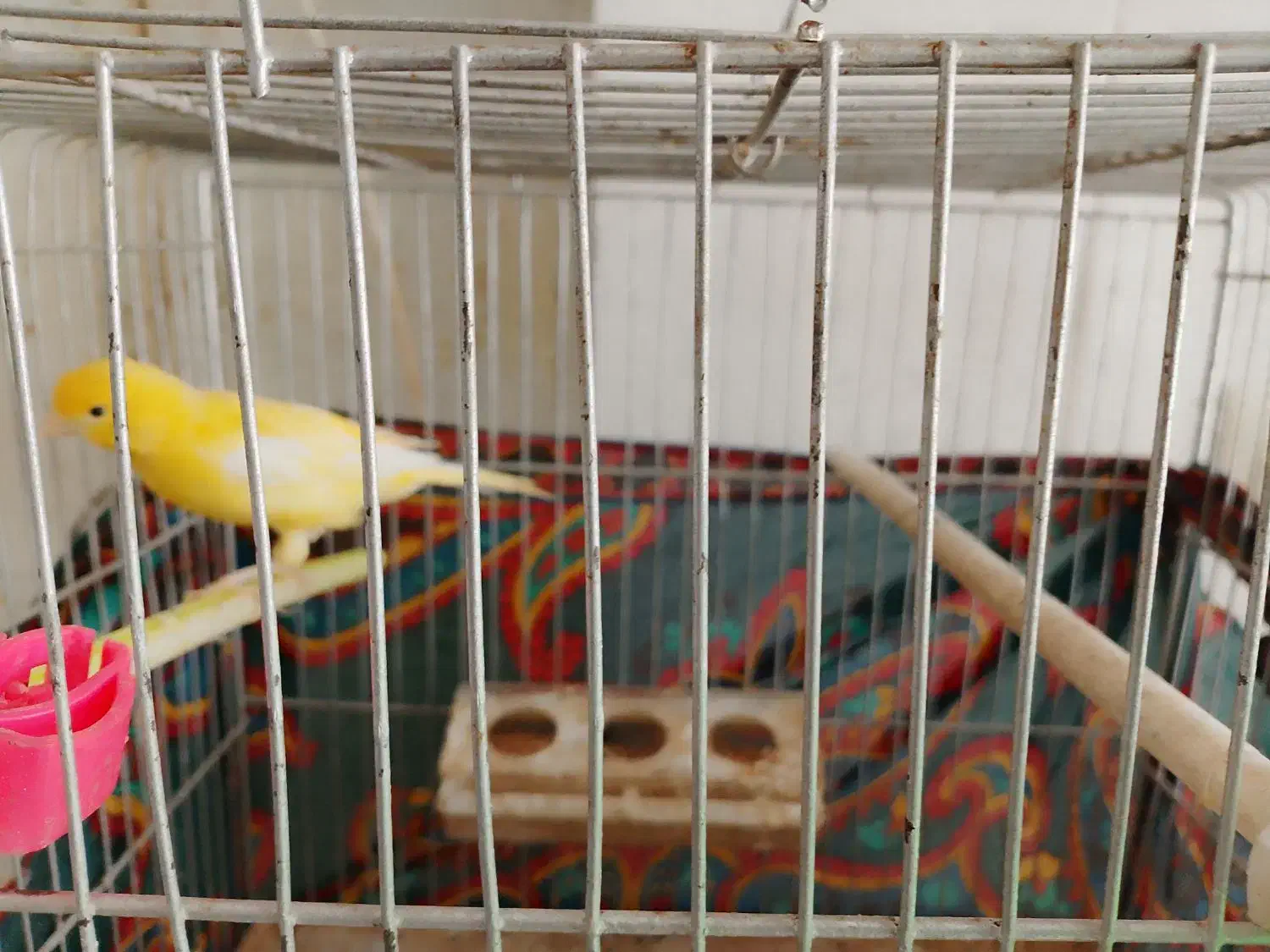 قناری نر.|پرنده|شیروان (خراسان), |دیوار