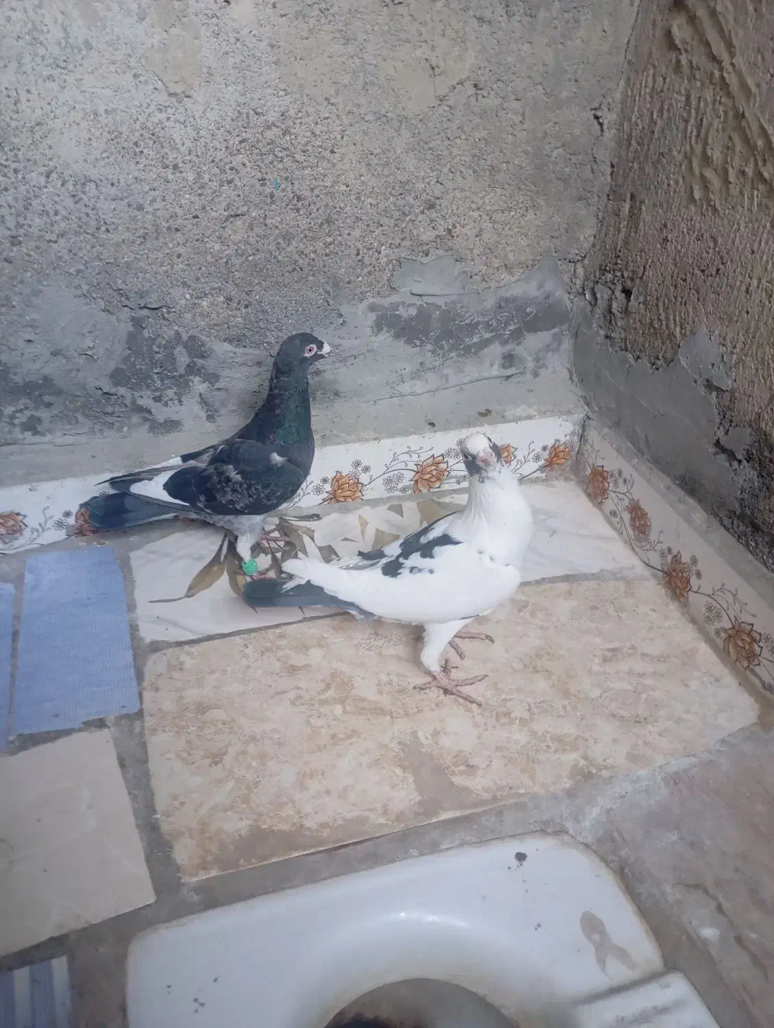 دو عدد جنگی نر|پرنده|شیروان (خراسان), |دیوار